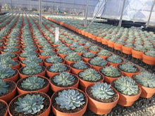 f98dfb080e6277dc6786033422041128