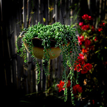 74f1da915907d151db6e14209a5825c4